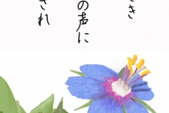 ルリハコベ-手紙