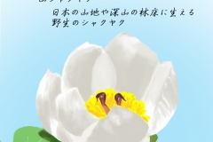 山シャクヤク