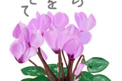 11‐12-シクラメン　手紙