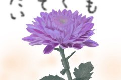 11-11-菊　手紙