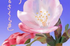 12-04桜　手紙
