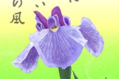 12-05菖蒲　手紙