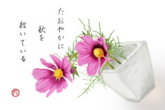 12-09-コスモス-手紙