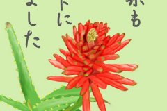 12-11-アロエ-手紙
