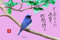 13-09オオルリ-手紙