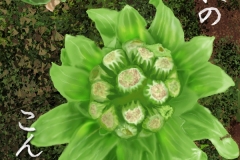 17-02ふきのとう-手紙