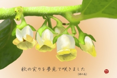 17-05-柿の花