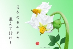 20-6-じゃが芋-手紙