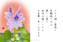 20-8ホテイアオイ-手紙