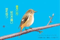 22-02ジョウビタキ　手紙