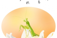23-6-カマキリ手紙