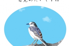 23-9-セキレイ手紙